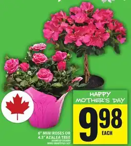 Food Basics 6 MINI ROSES OR 4.5 AZALEA TREE offer