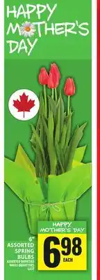 Food Basics ASSORTED SPRING BULBS offer