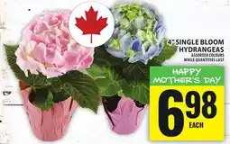 Food Basics 4 SINGLE BLOOM HYDRANGEAS offer