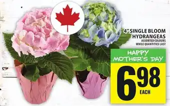 Food Basics 4 SINGLE BLOOM HYDRANGEAS offer