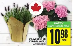Food Basics 6 LAVENDER OR 5 HYDRANGEAS offer