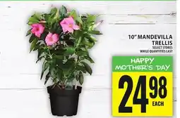Food Basics 10 MANDEVILLA TRELLIS offer