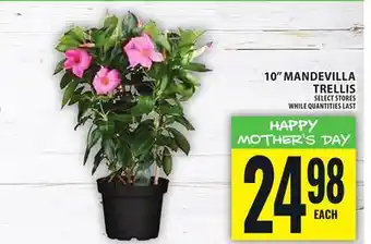 Food Basics 10 MANDEVILLA TRELLIS offer