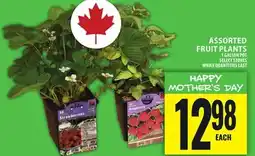 Food Basics ASSORTED FRUIT PLANTS offer