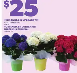 Independent Grocer HYDRANGEA IN UPGRADE TIN, 6 INCH offer