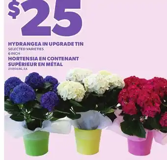 Independent Grocer HYDRANGEA IN UPGRADE TIN, 6 INCH offer
