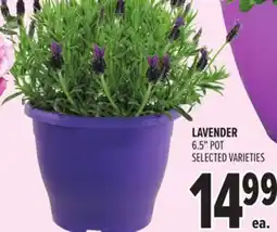 Metro LAVENDER offer