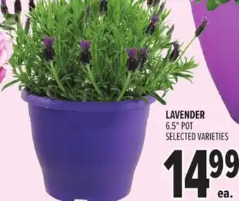 Metro LAVENDER offer