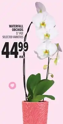 Metro WATERFALL ORCHIDS offer