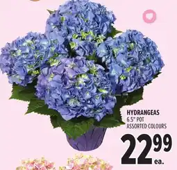 Metro HYDRANGEAS offer