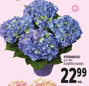 Metro HYDRANGEAS offer