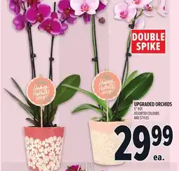 Metro DOUBLE SPIKE UPGRADED ORCHIDS offer