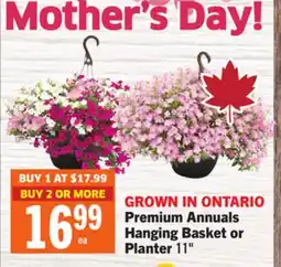 Foodland Premium Annuals Hanging Basket or Planter offer