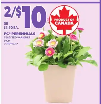 Loblaws PC PERENNIALS, 9 CM offer