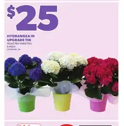 Loblaws HYDRANGEA IN UPGRADE TIN, 6INCH offer