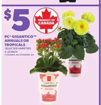 Loblaws PC GIGANTICO ANNUALS OR TROPICALS, 4.33 INCH offer