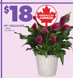 Loblaws PC CALLA LILY, 7INCH offer