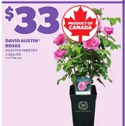 Loblaws DAVID AUSTIN ROSES, 3GALLON offer