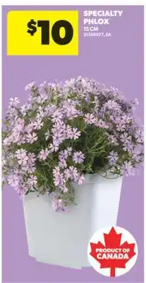 Real Canadian Superstore SPECIALTY PHLOX, 15 CM offer