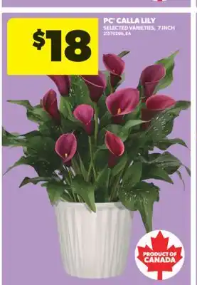 Real Canadian Superstore PC CALLA LILY, 7 INCH offer