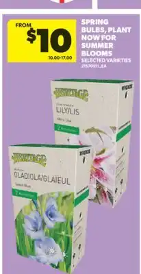 Real Canadian Superstore SPRING BULBS, PLANT NOW FOR SUMMER BLOOMS offer