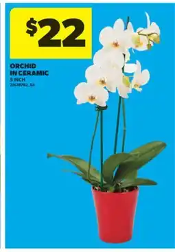 Real Canadian Superstore ORCHID IN CERAMIC, 5 INCH offer