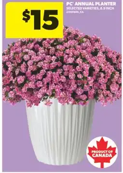 Real Canadian Superstore PC ANNUAL PLANTER, 8.5 INCH offer
