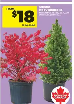 Real Canadian Superstore SHRUBS OR EVERGREENS, 2 GALLON offer