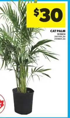 Real Canadian Superstore CAT PALM, 10 INCH offer