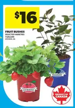 Real Canadian Superstore FRUIT BUSHES offer