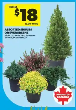Real Canadian Superstore ASSORTED SHRUBS OR EVERGREENS, 2 GALLON offer