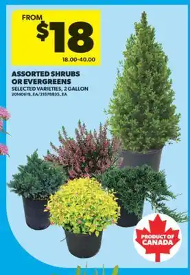 Real Canadian Superstore ASSORTED SHRUBS OR EVERGREENS, 2 GALLON offer
