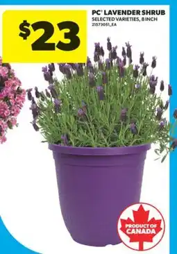 Real Canadian Superstore PC LAVENDER SHRUB, 8 INCH offer
