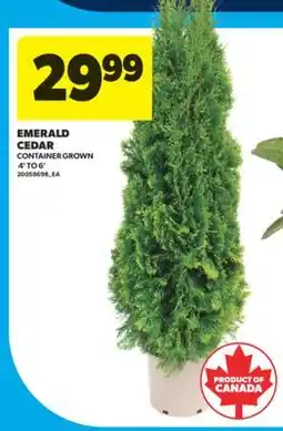 Real Canadian Superstore EMERALD CEDAR, 4' TO 6' offer