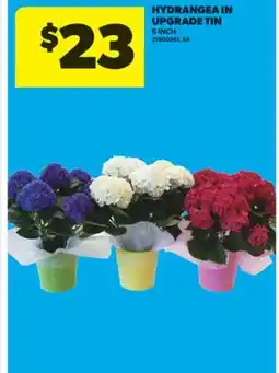 Real Canadian Superstore HYDRANGEA IN UPGRADE TIN, 6 INCH offer