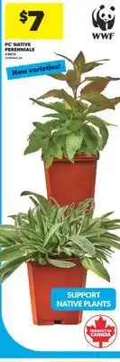 Real Canadian Superstore PC NATIVE PERENNIALS, 4 INCH offer