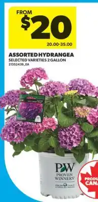 Real Canadian Superstore ASSORTED HYDRANGEA, 2 GALLON offer