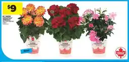 Real Canadian Superstore PC SUPER GIGANTICO ANNUALS, 6 INCH offer