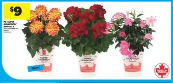 Real Canadian Superstore PC SUPER GIGANTICO ANNUALS, 6 INCH offer