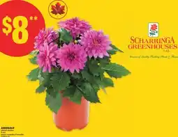 No Frills ANNUALS, 8 inch offer
