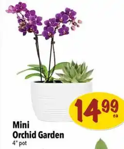 Farm Boy Mini Orchid Garden offer