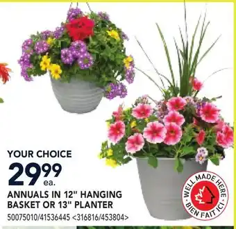 RONA ANNUALS IN 12 HANGING BASKET OR 13 PLANTER offer