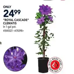 RONA ROYAL CASCADE CLEMATIS offer