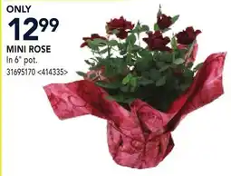 RONA MINI ROSE offer