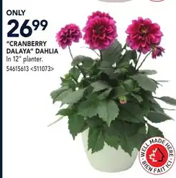 RONA CRAN BERRY DALAYA DAHLIA offer