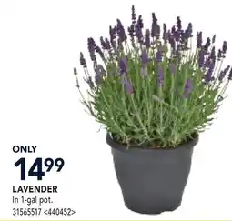 RONA LAVENDER offer