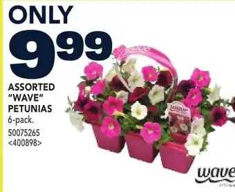 RONA ASSORTED WAVE PETUNIAS offer