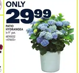RONA PATIO HYDRANGEA offer