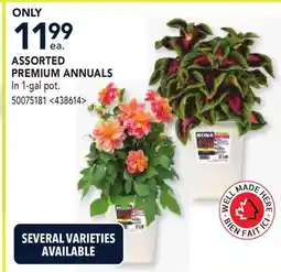 RONA ASSORTED PREMIUM ANNUALS offer