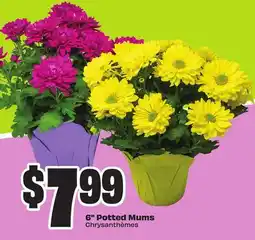 FreshCo 6 Potted Mums offer
